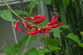 Red flowers of Erythrina Ãâ bidwillii Royalty Free Stock Photo